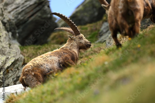 Goat ibex. Photographed in Austria. Free nature. The wild nature of Europe. Beautiful photo. Mountains. Nature.