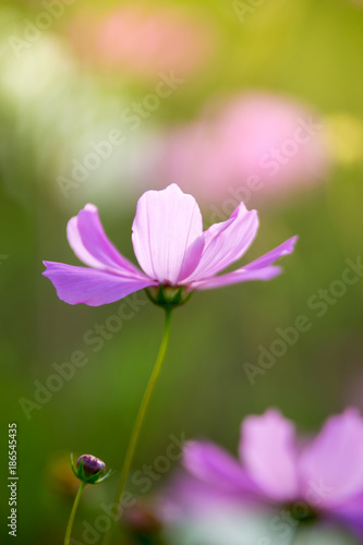 cosmos flower on graden