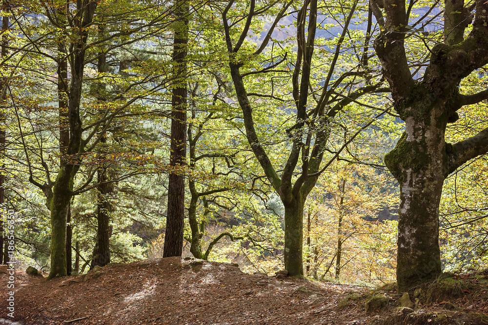 Beech forest