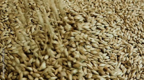 Pouring grain after harvest. Wheat grains are poured into the bunker. Сlose-up of malt grains. photo