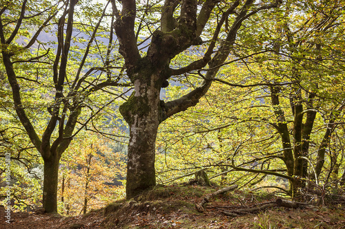 Beech forest