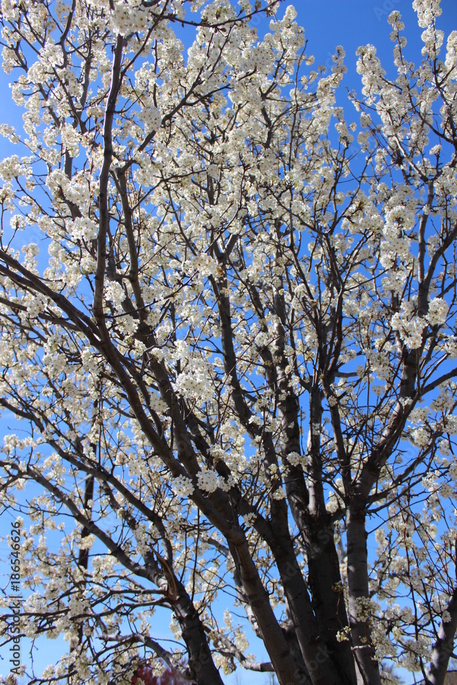 Flower Tree Flower Tree