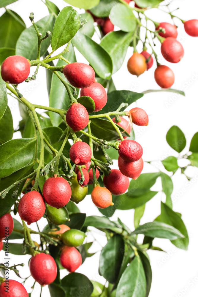 Obraz premium Murraya plant with fruits isolated on a white background