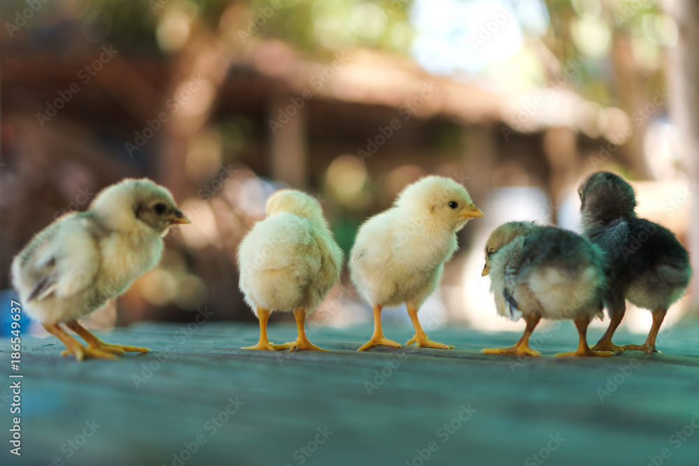 Group of cute chicks