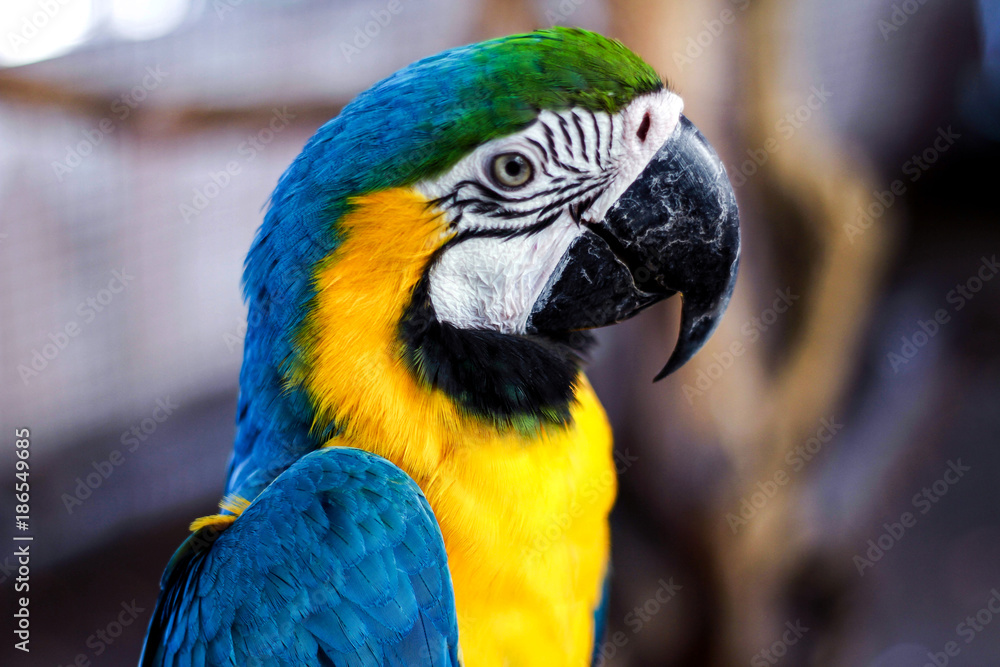 Obraz premium Beautiful parrot