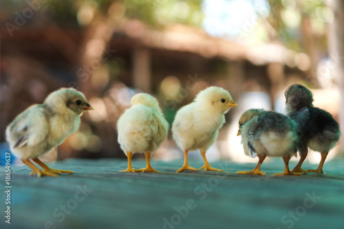 Fotografering Group of cute chicks