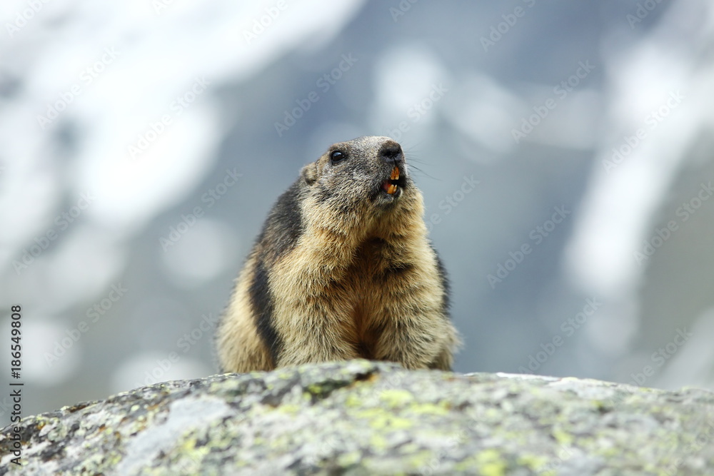 Marmota marmota. Photographed in Austria. Free nature. Mountains. The wild nature of Europe. Beautiful photo of animal life. Marmota marmota. Photographed in Austria. Free nature. Mountains. The wild nature of Europe. Beautiful photo of animal life.