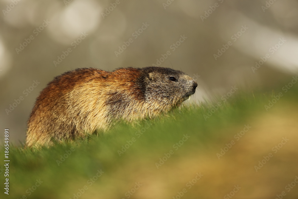 Marmota marmota. Photographed in Austria. Free nature. Mountains. The wild nature of Europe. Beautiful photo of animal life. Marmota marmota. Photographed in Austria. Free nature. Mountains. The wild nature of Europe. Beautiful photo of animal life.