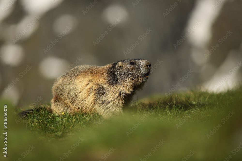 Marmota marmota. Photographed in Austria. Free nature. Mountains. The wild nature of Europe. Beautiful photo of animal life. Marmota marmota. Photographed in Austria. Free nature. Mountains. The wild nature of Europe. Beautiful photo of animal life.