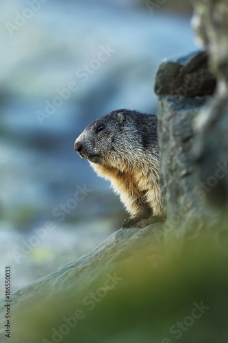 Marmota marmota. Photographed in Austria. Free nature. Mountains. The wild nature of Europe. Beautiful photo of animal life.