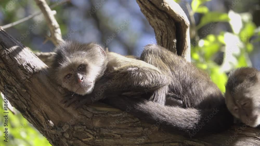 Two young Capuchin monkeys sunning Two young Capuchin monkeys sunning