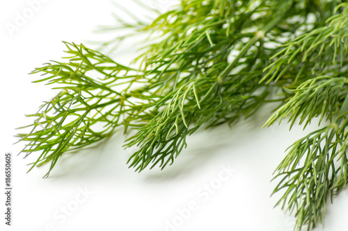 fennel on a white background