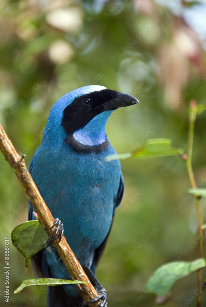 Turquoise Jay - Mindo Cloud Forest - Ecuador Turquoise Jay - Mindo Cloud Forest - Ecuador