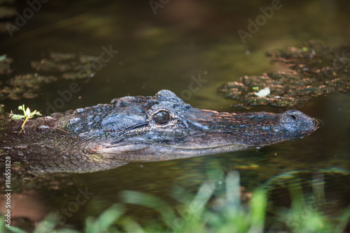 Alligator in a Swamp