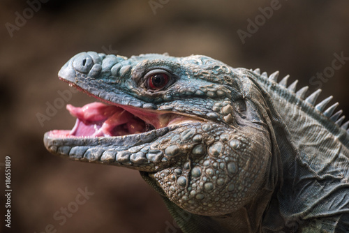 Green Iguana