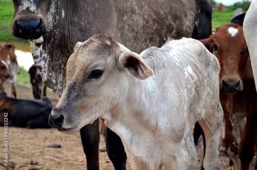 Filhotinho de vaca