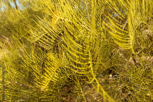fern background