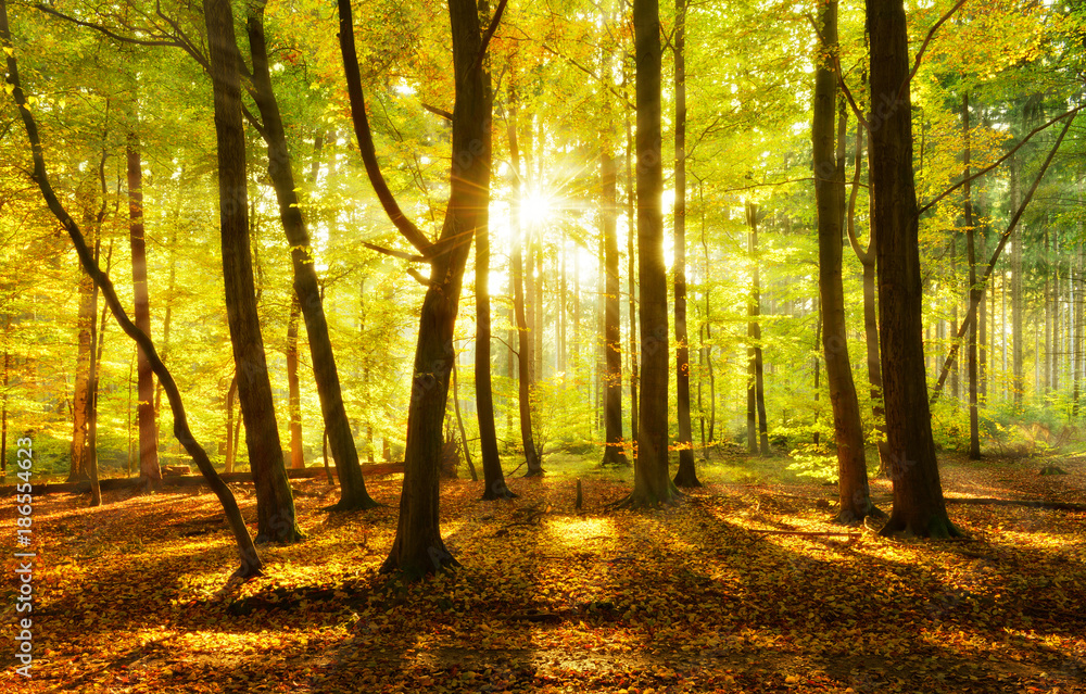 Abends im Wald, goldenes Licht, Sonne strahlt durchs herbstliche Laub