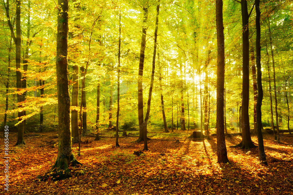 Autumn Forest Illuminated by the Golden Light of the Setting Sun
