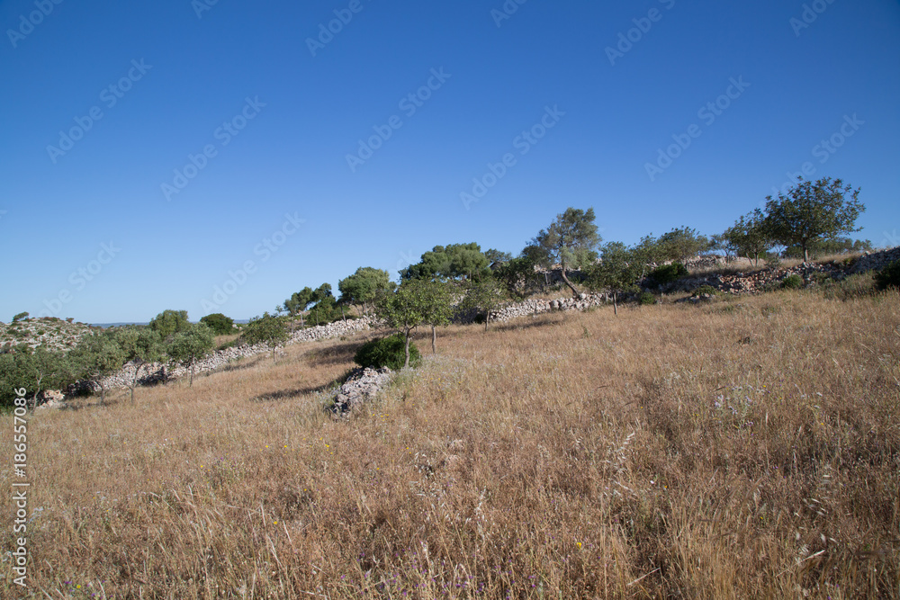 Paesaggio sulla sponda sinistra, sull'altopiano, Riserva Naturale di Cavagrande del Cassibile 