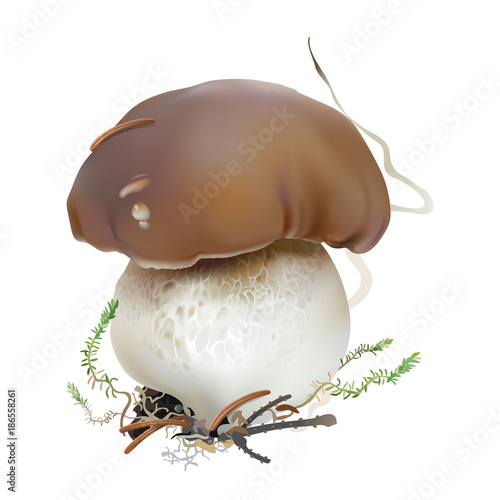 Bolete, Boletus edulis, cep, porcini.
Edible wild mushroom, moss. Realistic vector illustration on white background.
