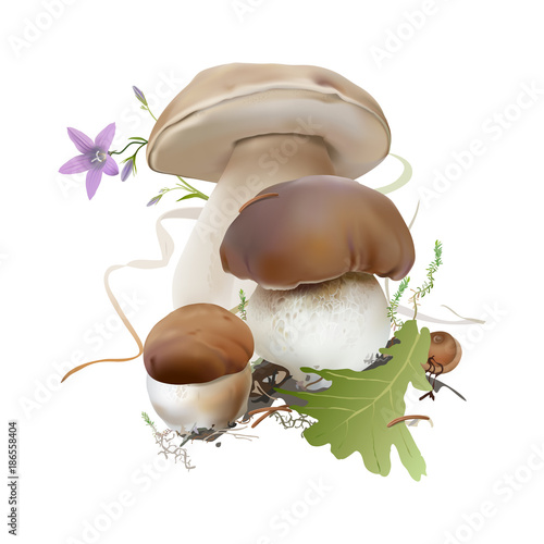 Bolete, Boletus edulis, cep, porcini.
Edible wild mushrooms, moss, fallen leaves. Realistic vector illustration on white background.