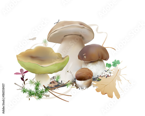 Bolete, Boletus edulis, cep, porcini.
Edible wild mushrooms, moss, fallen leaves. Realistic vector illustration on white background.