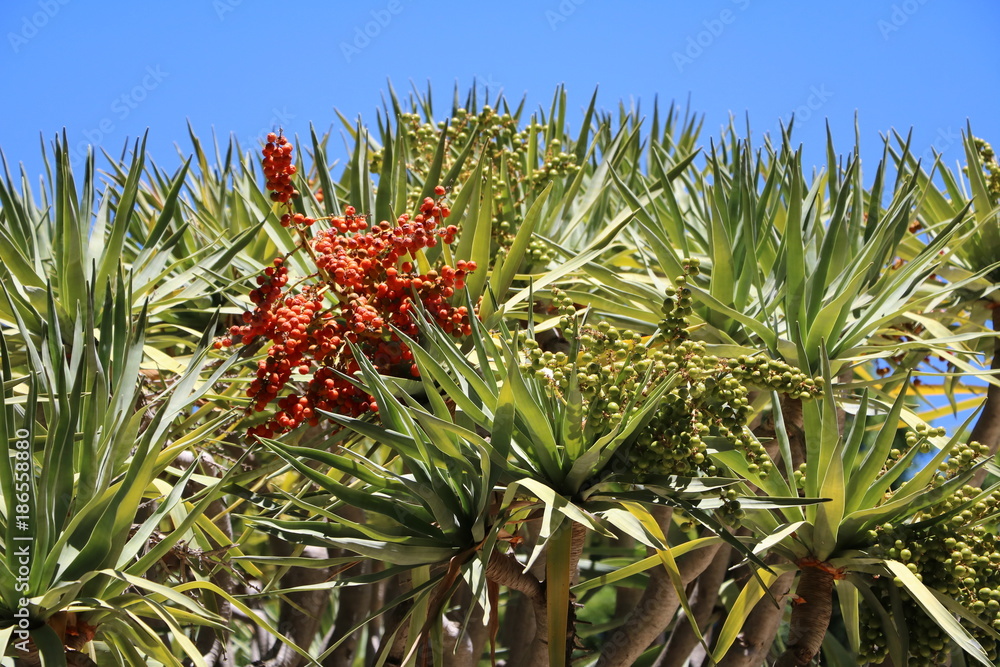 Dracaena draco with green and orange seeds