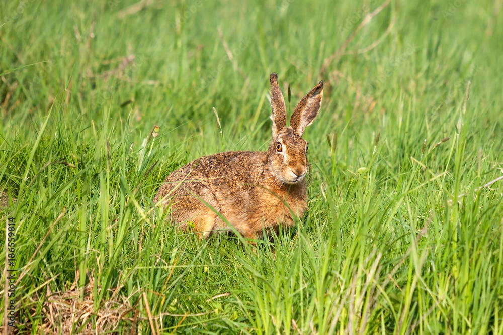 Fototapeta premium Feldhase blickt sketisch aus einer Wiese mit hohen saftigen Gras heraus