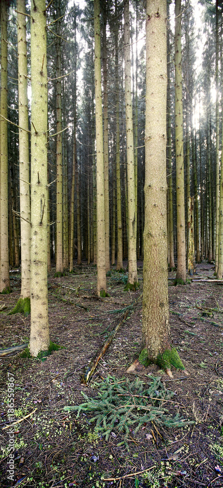 Naklejka premium Nadelwald