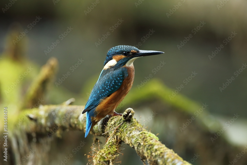 Fototapeta premium Alcedo atthis. It occurs throughout Europe. Looking for slow-flowing rivers. And clean water. The wild nature of Europe. Free nature. Photographed in the Czech Republic. Beautiful nature photos. A rar