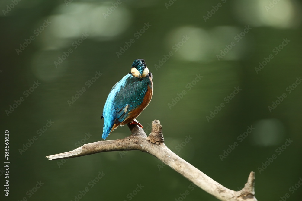 Alcedo atthis. It occurs throughout Europe. Looking for slow-flowing rivers. And clean water. The wild nature of Europe. Free nature. Photographed in the Czech Republic. Beautiful nature photos. A rar Alcedo atthis. It occurs throughout Europe. Looking for slow-flowing rivers. And clean water. The wild nature of Europe. Free nature. Photographed in the Czech Republic. Beautiful nature photos. A rar