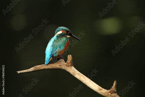 Alcedo atthis. It occurs throughout Europe. Looking for slow-flowing rivers. And clean water. The wild nature of Europe. Free nature. Photographed in the Czech Republic. Beautiful nature photos. A rar