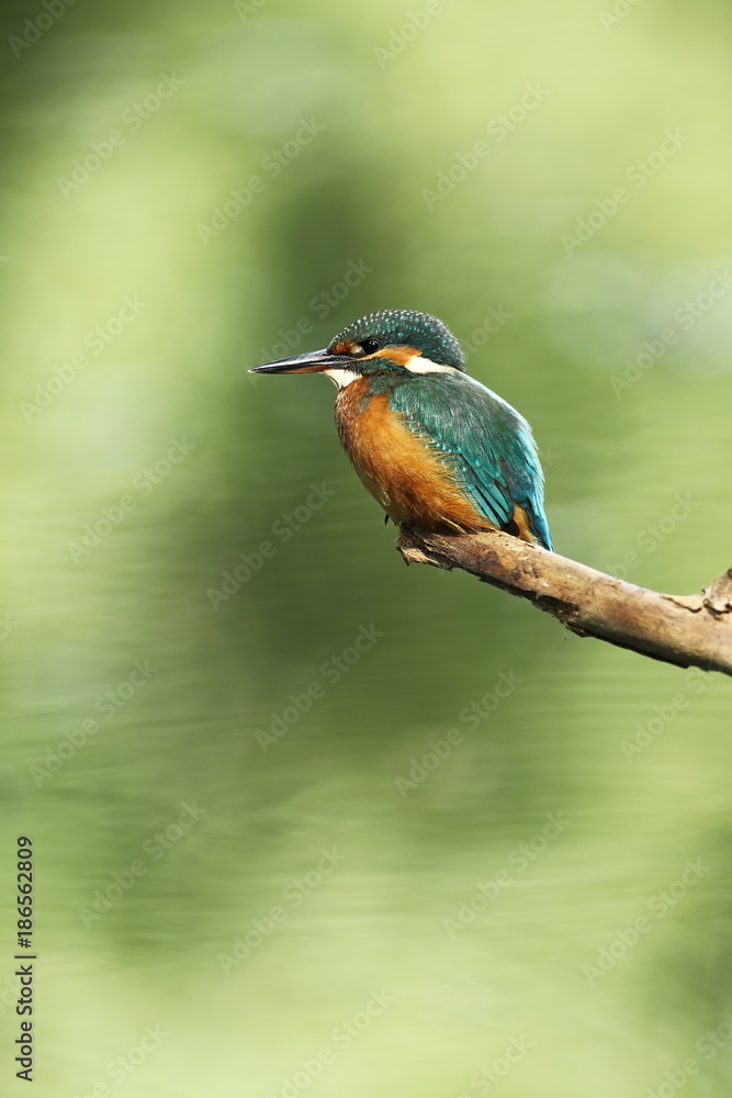 Alcedo atthis. It occurs throughout Europe. Looking for slow-flowing rivers. And clean water. The wild nature of Europe. Free nature. Photographed in the Czech Republic. Beautiful nature photos. A rar Alcedo atthis. It occurs throughout Europe. Looking for slow-flowing rivers. And clean water. The wild nature of Europe. Free nature. Photographed in the Czech Republic. Beautiful nature photos. A rar