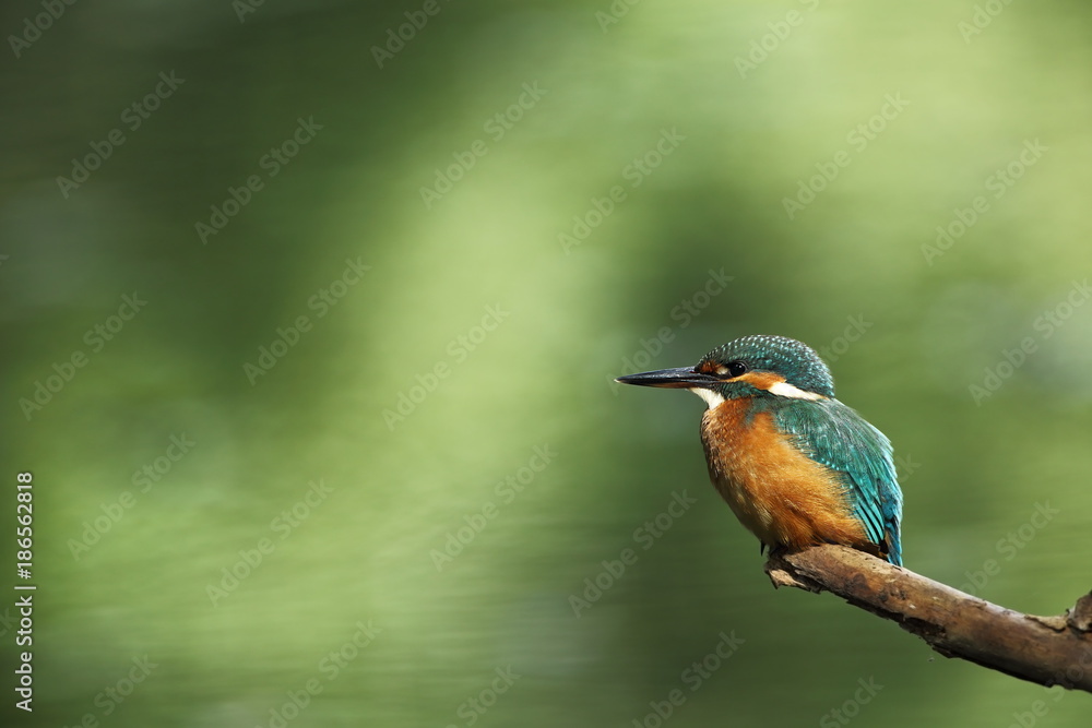 Alcedo atthis. It occurs throughout Europe. Looking for slow-flowing rivers. And clean water. The wild nature of Europe. Free nature. Photographed in the Czech Republic. Beautiful nature photos. A rar Alcedo atthis. It occurs throughout Europe. Looking for slow-flowing rivers. And clean water. The wild nature of Europe. Free nature. Photographed in the Czech Republic. Beautiful nature photos. A rar