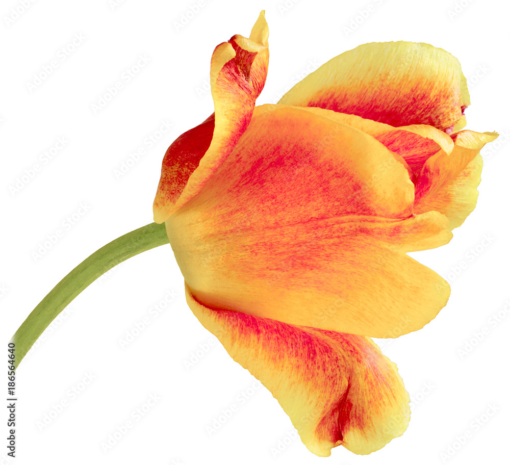 Fototapeta premium one yellow red Tulip bent