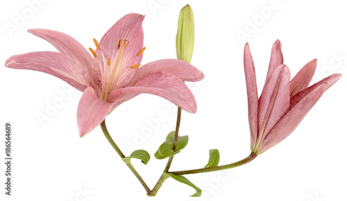 three brilliant pink Lily Bud