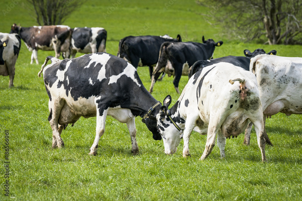 Cattle on grass in the spring playing around