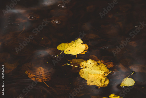 Yellow autumn leaves in the dark water