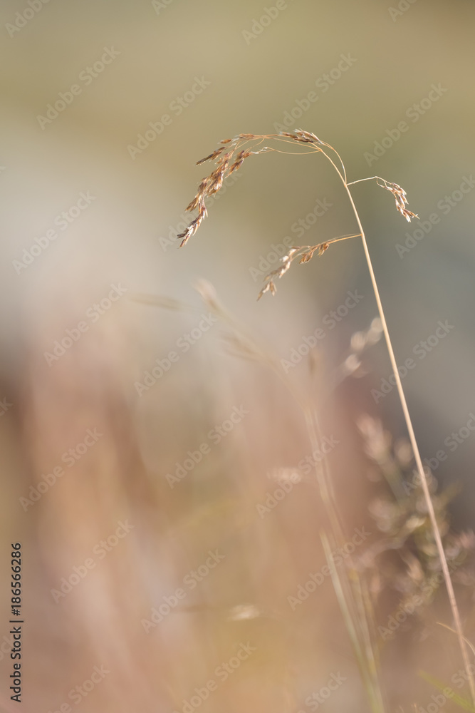 Obraz premium Brindilles