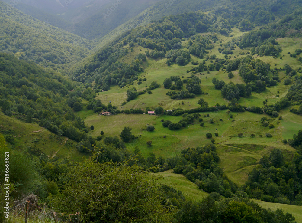 Green valley in the Picos de Europa,Asturias