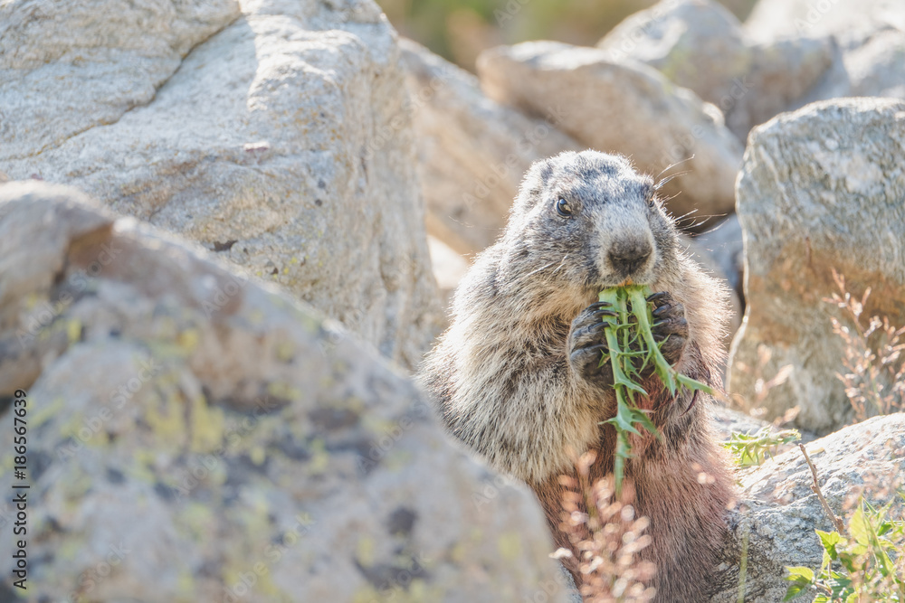 Fototapeta premium marmotte