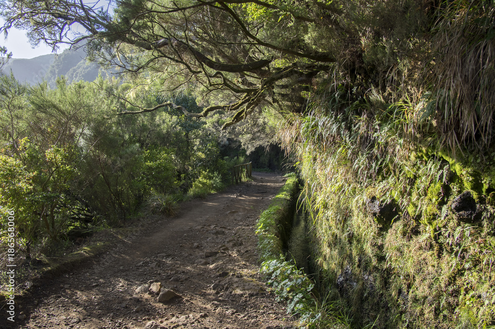 Fototapeta premium Levada do Risco, touristic hiking trail, Rabacal, Madeira island, Portugal