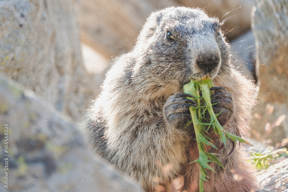 Fototapeta premium marmotte