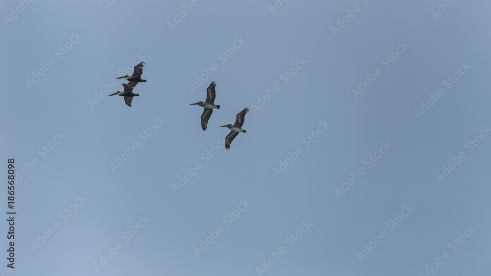 USA, Florida, Four beautiful brown pelican birds flying in the air USA, Florida, Four beautiful brown pelican birds flying in the air