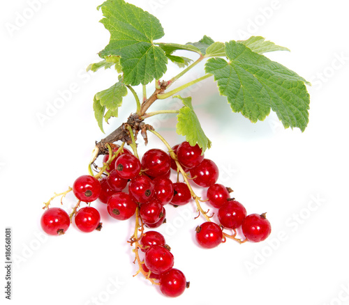 Close up view of red currant berry isolated on white background. A bunch of red currant with small green leaf of red currant bush.