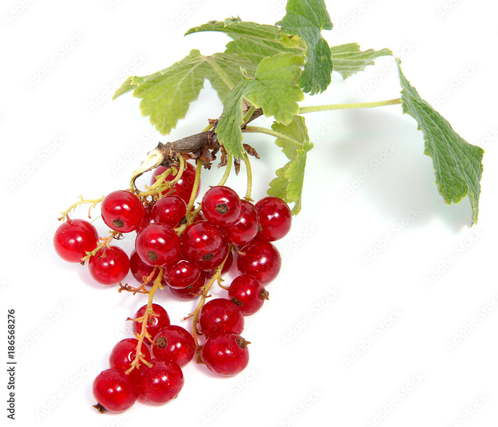 Close up view of red currant berry isolated on white background. A bunch of red currant with small green leaf of red currant bush. Close up view of red currant berry isolated on white background. A bunch of red currant with small green leaf of red currant bush.