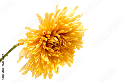 Fototapeta Naklejka Na Ścianę i Meble -  Chrysanthemum flower on a long stem on white isolated background