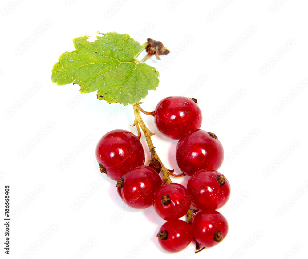 Close up view of red currant berry isolated on white background. A bunch of red currant with small green leaf of red currant bush. Close up view of red currant berry isolated on white background. A bunch of red currant with small green leaf of red currant bush.