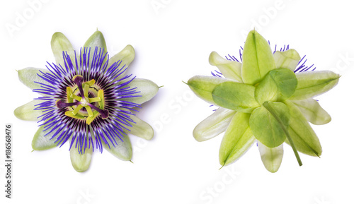 Passiflora passionflower isolated on white background. Big beautiful flower